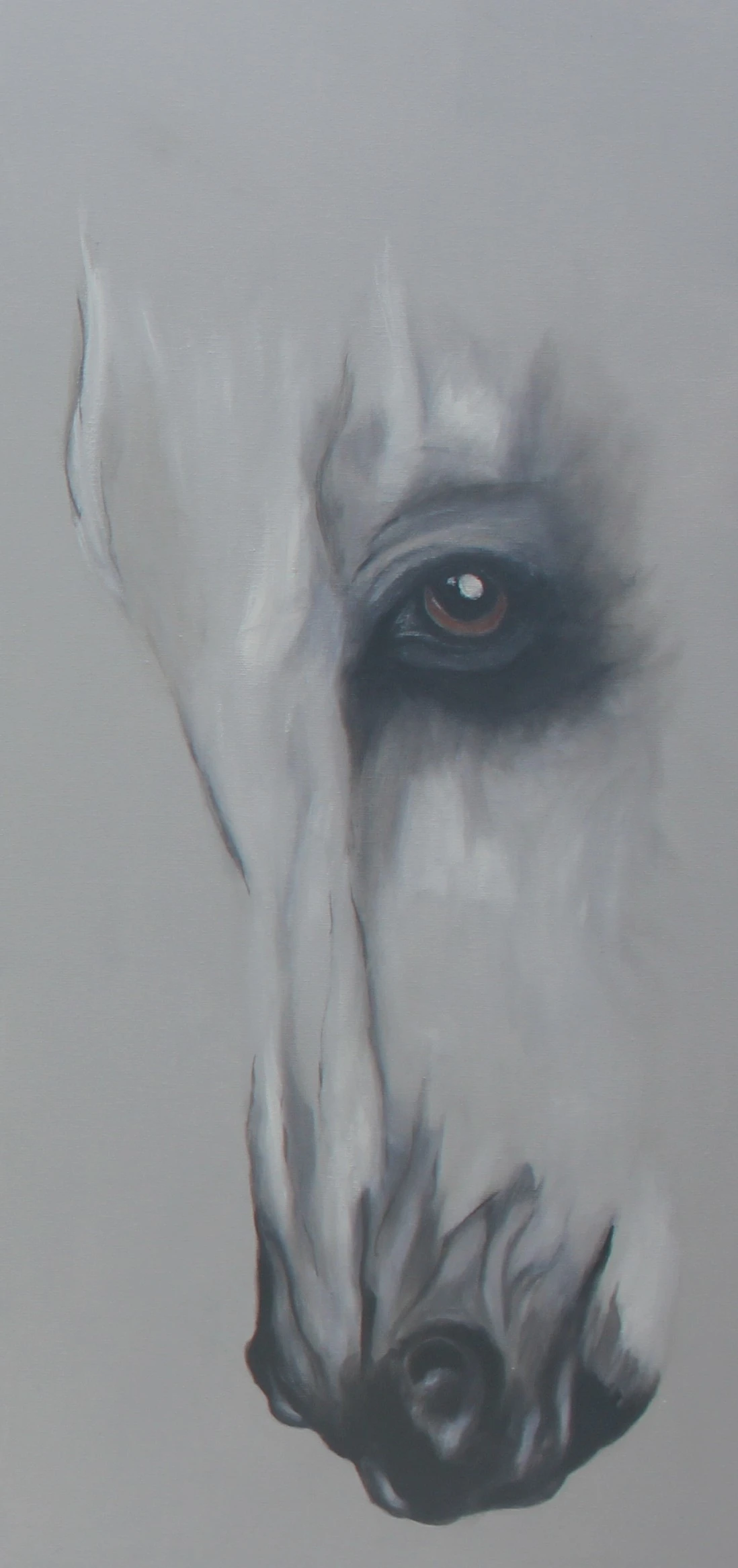 Caballo gris